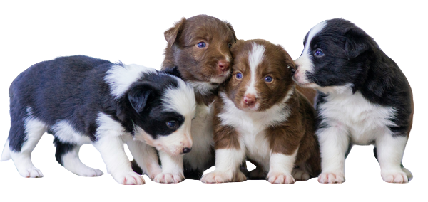 Pedigree Dogs
